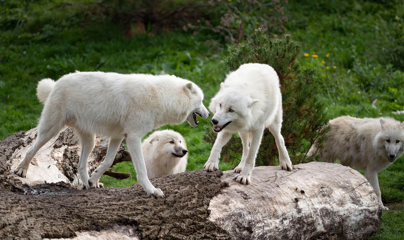 Loups arctiques - Animaux extraordinaires du ZooParc