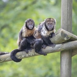Les Allées des Petits Singes - Territoire du ZooParc de Beauval
