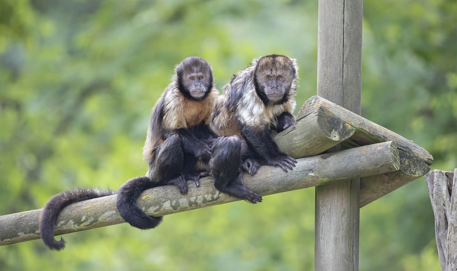 Les Allées des Petits Singes - Territoire du ZooParc de Beauval