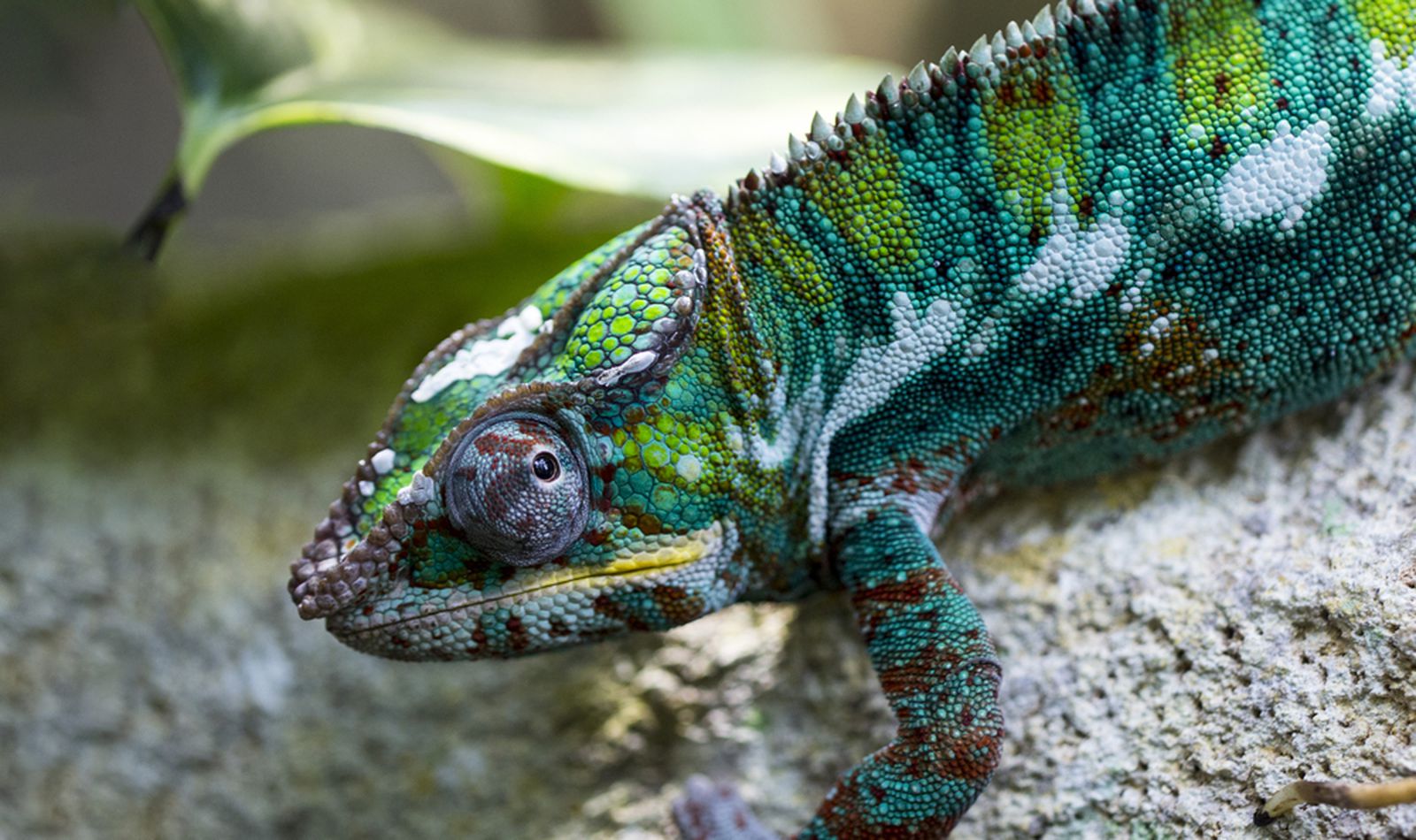 Les Vivariums et Aquariums - Territoire du ZooParc de Beauval