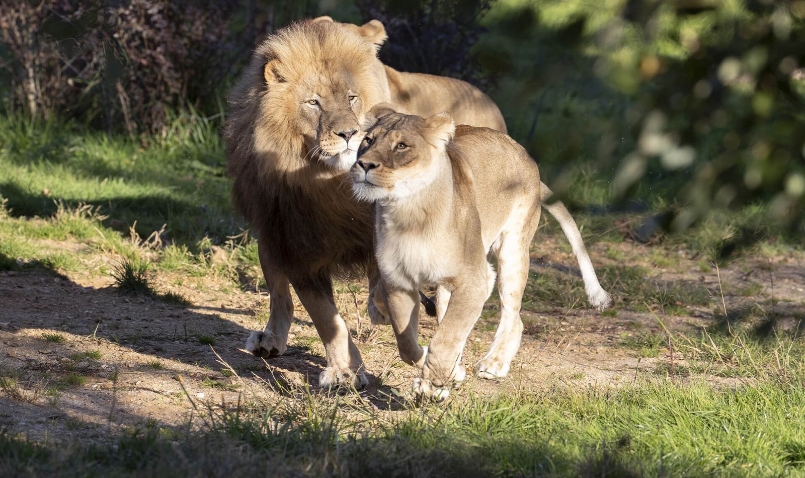 La Terre des Lions - Territoire du ZooParc de Beauval