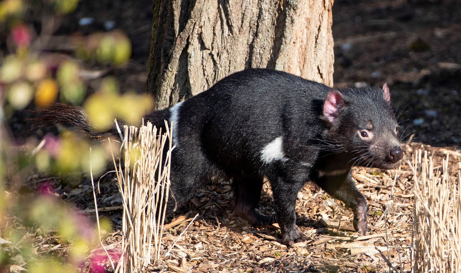 Diable de Tasmanie - Animaux du ZooParc de Beauval