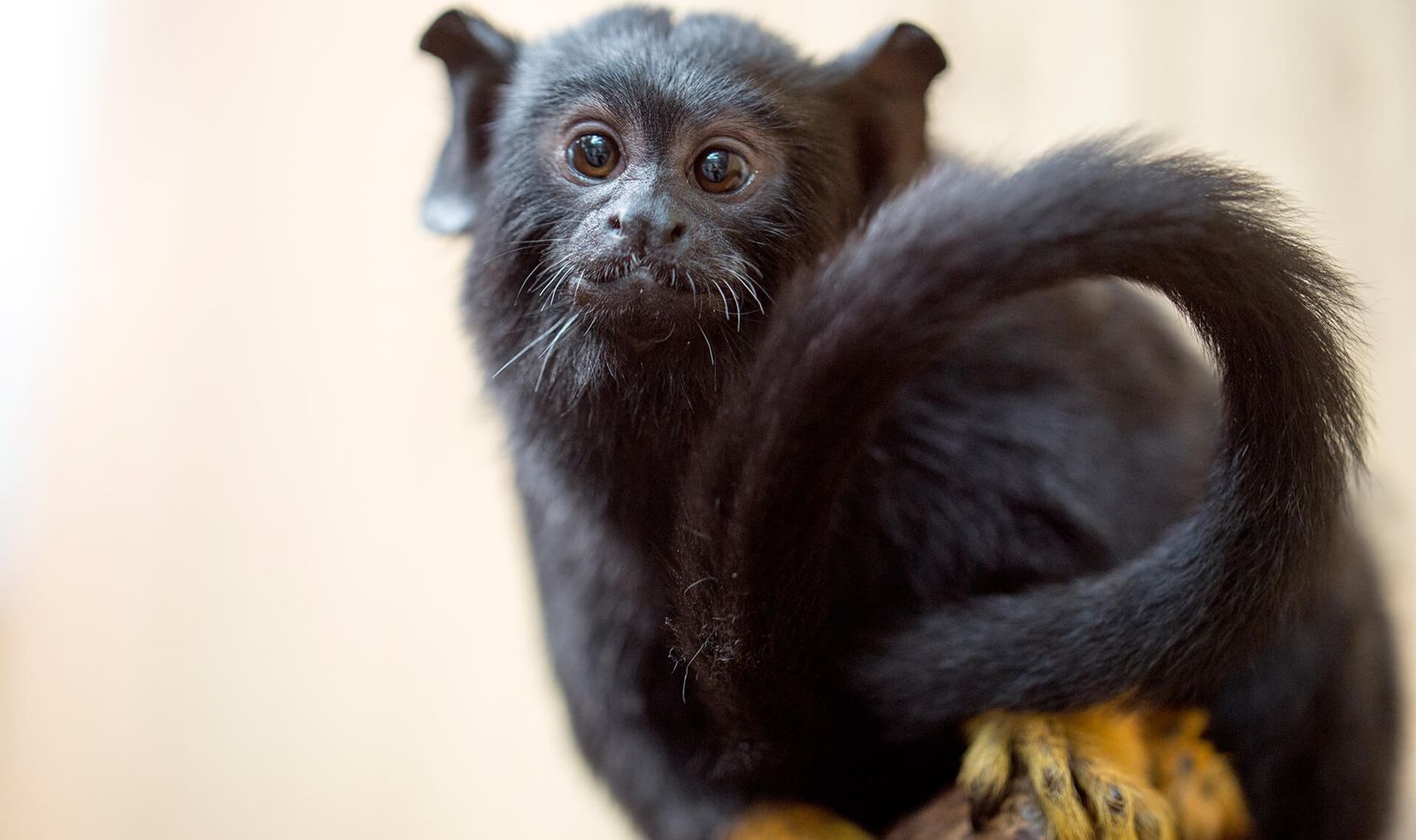 Tamarin à mains rousses - Venez visiter les animaux du ZooParc