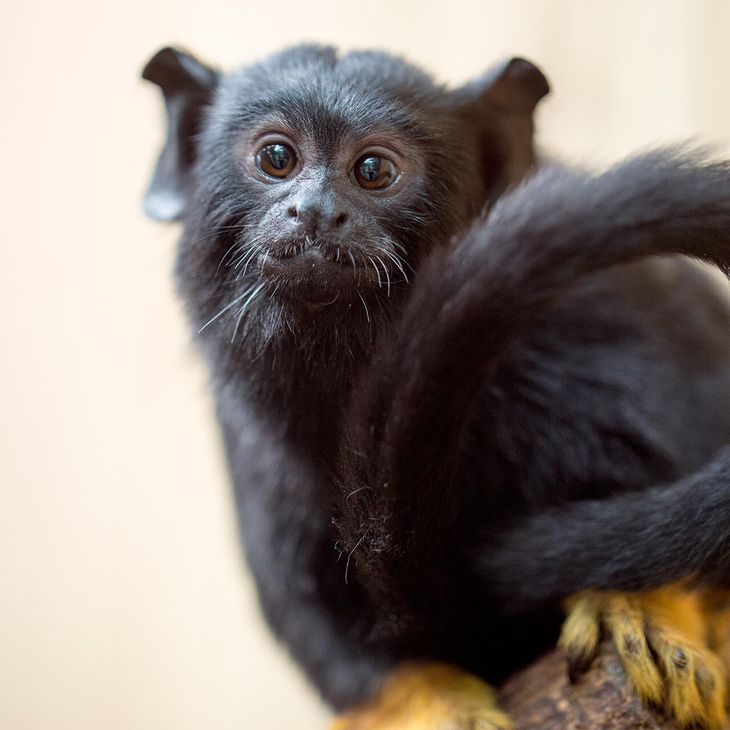 Tamarin à mains rousses - Venez visiter les animaux du ZooParc
