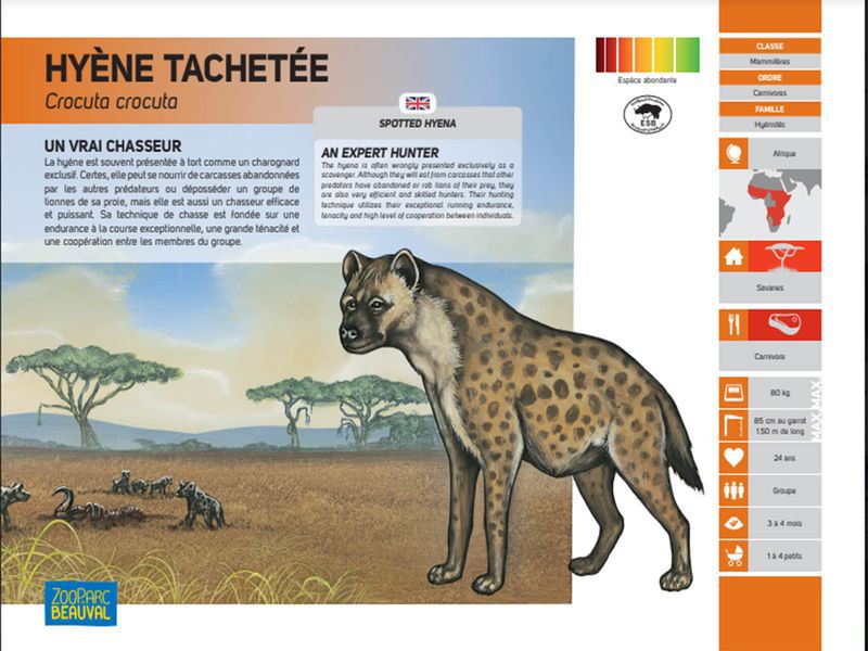 Ancien panneau pédagogique - Hyène - Pédagogie - ZooParc de Beauval Ancien panneau pédagogique - Hyène - Pédagogie - ZooParc de Beauval