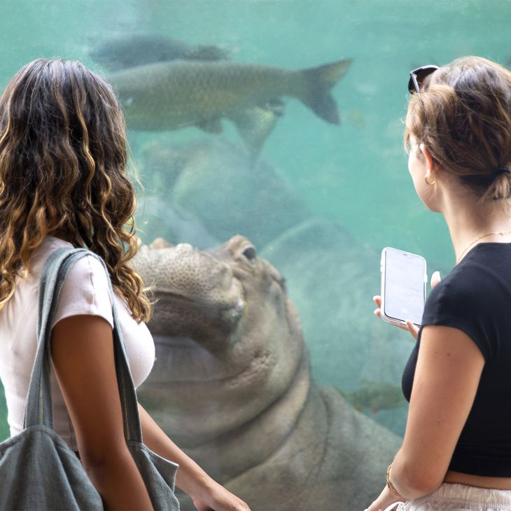 Visiteurs devant un hippopotame amphibie - Nos idées de week-end en France - ZooParc de Beauval