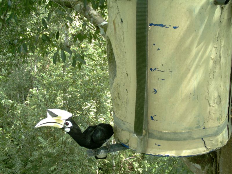Nid calao - Beauval Nature - ZooParc de Beauval Nid calao - Beauval Nature - ZooParc de Beauval