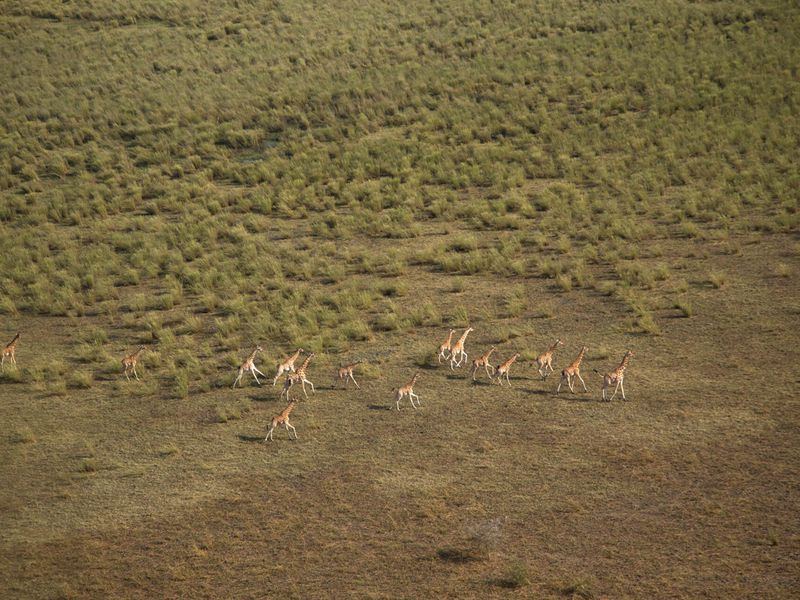 Girafes dans la nature - ©Colin Bell - Beauval Nature - ZooParc de Beauval Girafes dans la nature - ©Colin Bell - Beauval Nature - ZooParc de Beauval