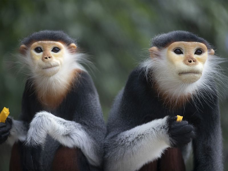 Langur de Douc - Animaux extraordinaires du ZooParc Langur de Douc - Animaux extraordinaires du ZooParc