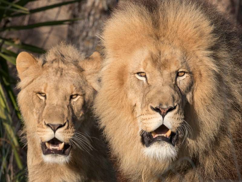 Lion et lionne d'Afrique - Les animaux de La Terre des Lions - ZooParc de Beauval Lion et lionne d'Afrique - Les animaux de La Terre des Lions - ZooParc de Beauval