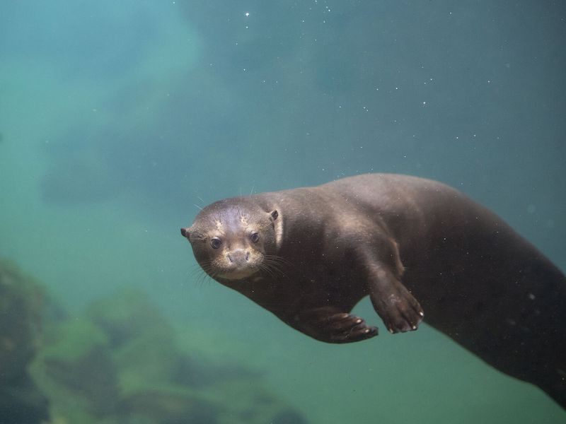 Loutre géante - Animaux extraordinaires du ZooParc Loutre géante - Animaux extraordinaires du ZooParc