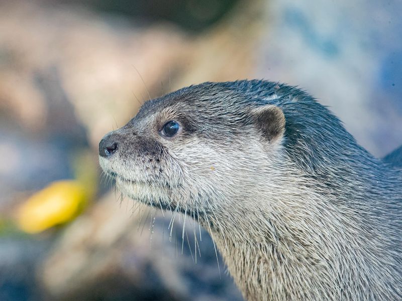 Loutres naines - Animaux extraordinaires du ZooParc Loutres naines - Animaux extraordinaires du ZooParc