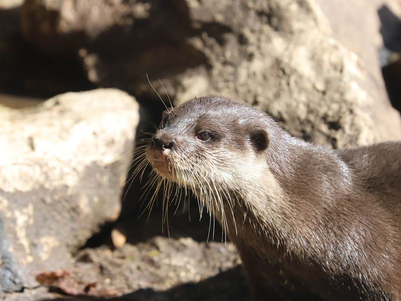 Loutres naines - Animaux extraordinaires du ZooParc Loutres naines - Animaux extraordinaires du ZooParc