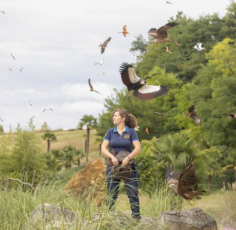 Spectacle d'oiseaux au ZooParc de Beauval - Les Maîtres des Airs