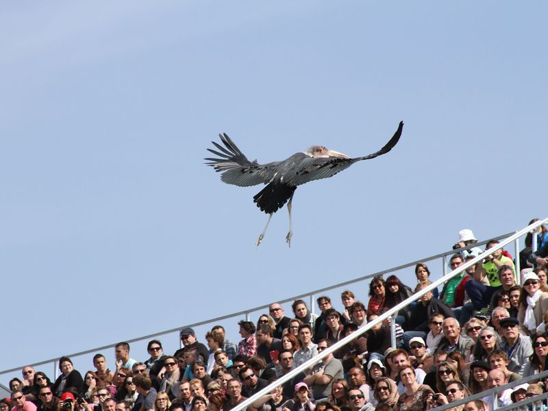 Marabout au dessus des gradins - Spectacle d'oiseaux - Les Maîtres des Airs Marabout au dessus des gradins - Spectacle d'oiseaux - Les Maîtres des Airs