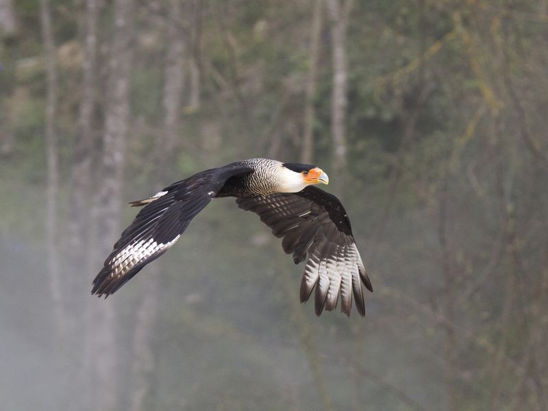 Caracara en vol - Spectacle d'oiseaux - Les Maîtres des Airs Caracara en vol - Spectacle d'oiseaux - Les Maîtres des Airs