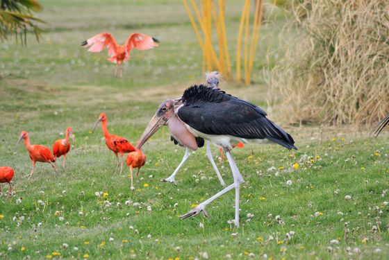 Marabout et ibis rouges - Spectacle d'oiseaux - Les Maîtres des Airs Marabout et ibis rouges - Spectacle d'oiseaux - Les Maîtres des Airs