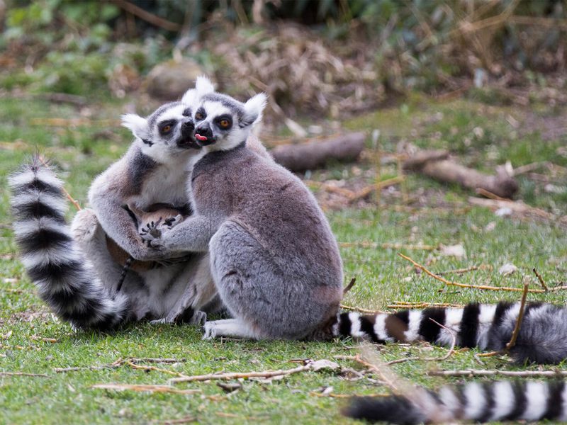 Makis cattas - Animaux extraordinaires du ZooParc