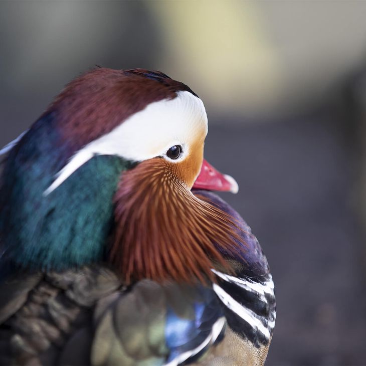Canard mandarin - Consulter les mentions légales - ZooParc de Beauval
