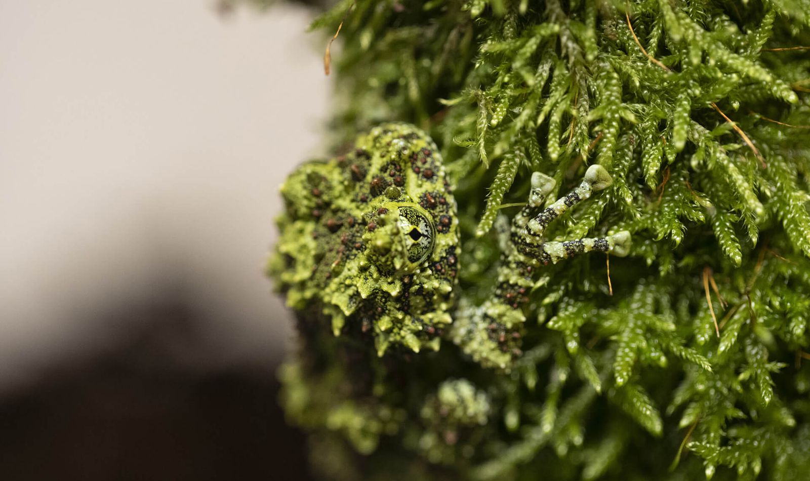 Crapaud mousse - Abonnez-vous à notre newsletter - ZooParc de Beauval