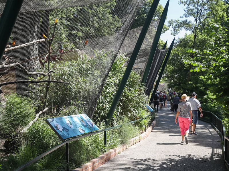 Nouvelles volières - Les animaux de La Rotonde des Perroquets - ZooParc de Beauval Nouvelles volières - Les animaux de La Rotonde des Perroquets - ZooParc de Beauval