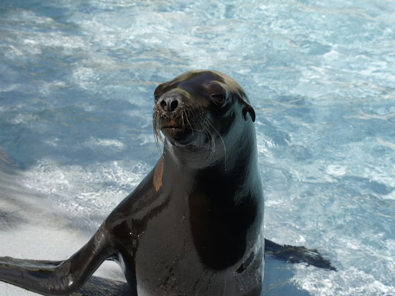 Portrait otarie - Spectacle - L'Odyssée des Lions de Mer Portrait otarie - Spectacle - L'Odyssée des Lions de Mer