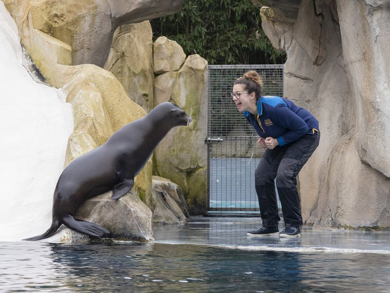 Jeu otarie - Spectacle - L'Odyssée des Lions de Mer Jeu otarie - Spectacle - L'Odyssée des Lions de Mer
