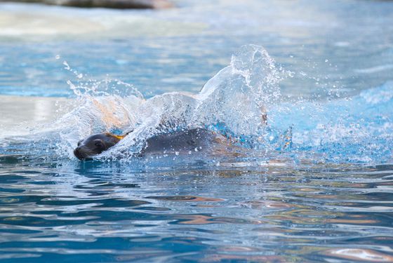 Otarie qui nage - Spectacle - L'Odyssée des Lions de Mer Otarie qui nage - Spectacle - L'Odyssée des Lions de Mer