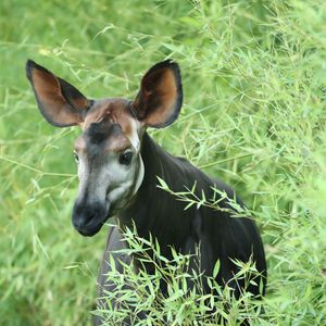 Okapi - Animaux extraordinaires du ZooParc