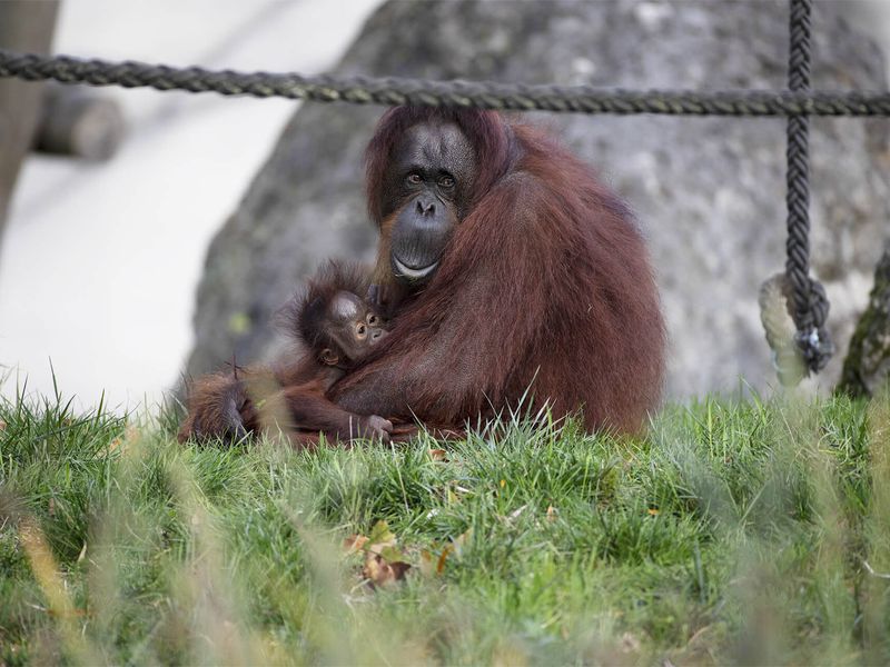 Orang-outan - Animaux extraordinaires du ZooParc