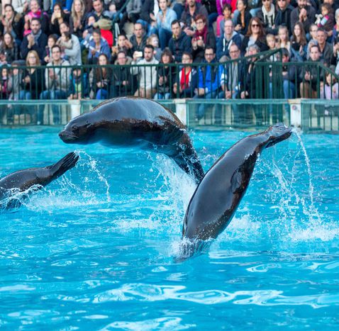 Spectacle d'otaries au ZooParc de Beauval - L'Odyssée des Lions de Mer