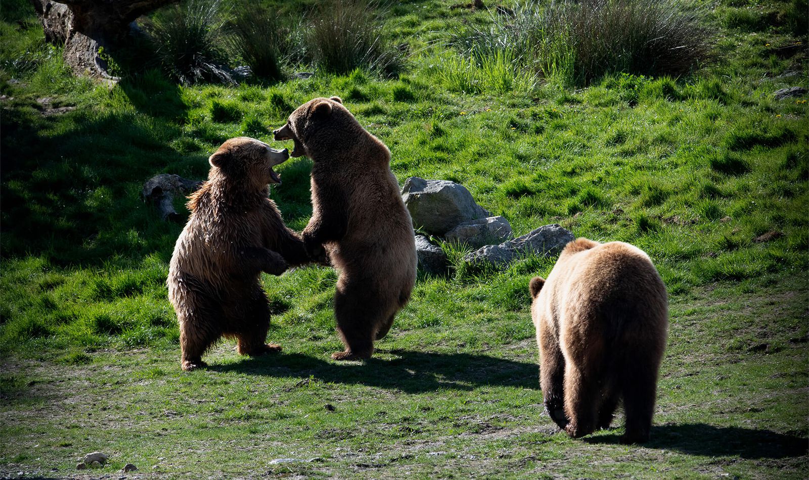 Ours brun - Animaux extraordinaires du ZooParc