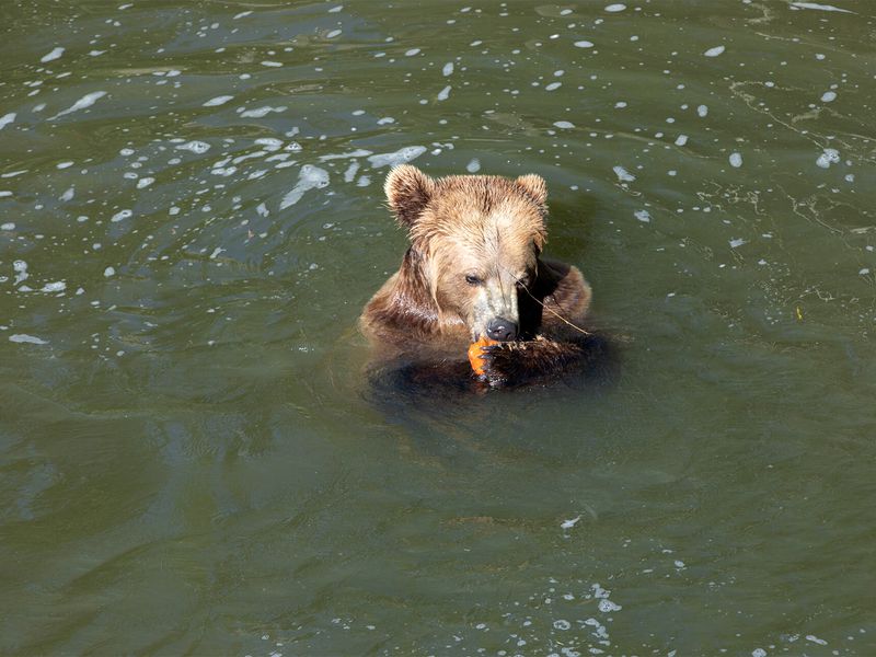 Ours brun - Animaux extraordinaires du ZooParc Ours brun - Animaux extraordinaires du ZooParc