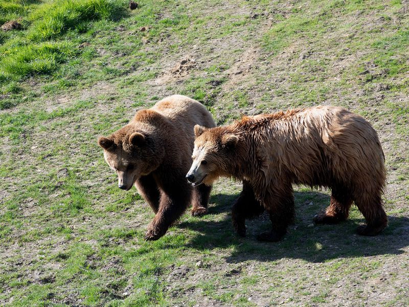 Ours brun - Animaux extraordinaires du ZooParc Ours brun - Animaux extraordinaires du ZooParc