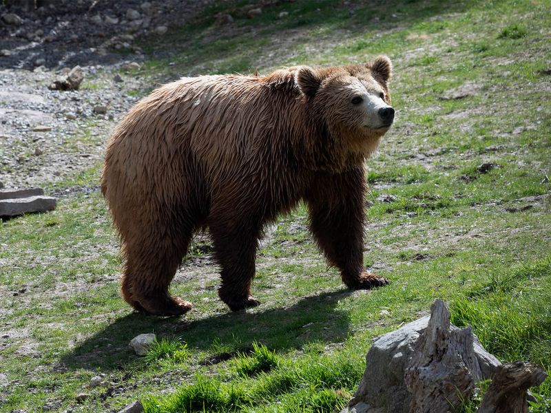 Ours brun - Animaux extraordinaires du ZooParc Ours brun - Animaux extraordinaires du ZooParc