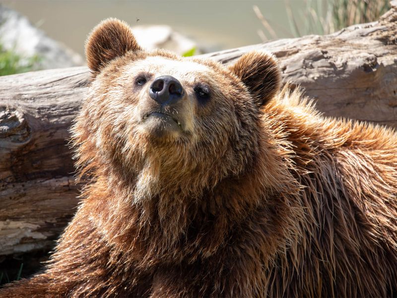 Ours brun - Animaux extraordinaires du ZooParc Ours brun - Animaux extraordinaires du ZooParc