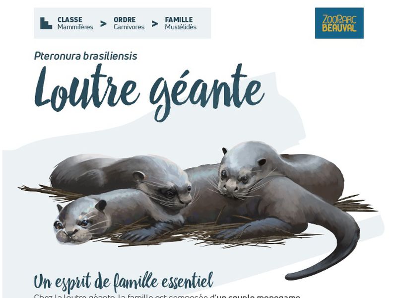 Nouveau panneau pédagogique du Dôme Équatorial - Loutre géante - Pédagogie - ZooParc de Beauval Nouveau panneau pédagogique du Dôme Équatorial - Loutre géante - Pédagogie - ZooParc de Beauval