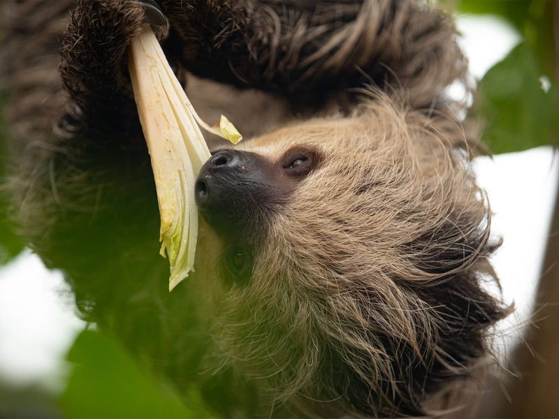 Paresseux à deux doigts - Animaux extraordinaires du ZooParc Paresseux à deux doigts - Animaux extraordinaires du ZooParc