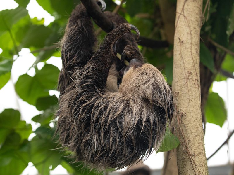 Paresseux à deux doigts - Animaux extraordinaires du ZooParc Paresseux à deux doigts - Animaux extraordinaires du ZooParc