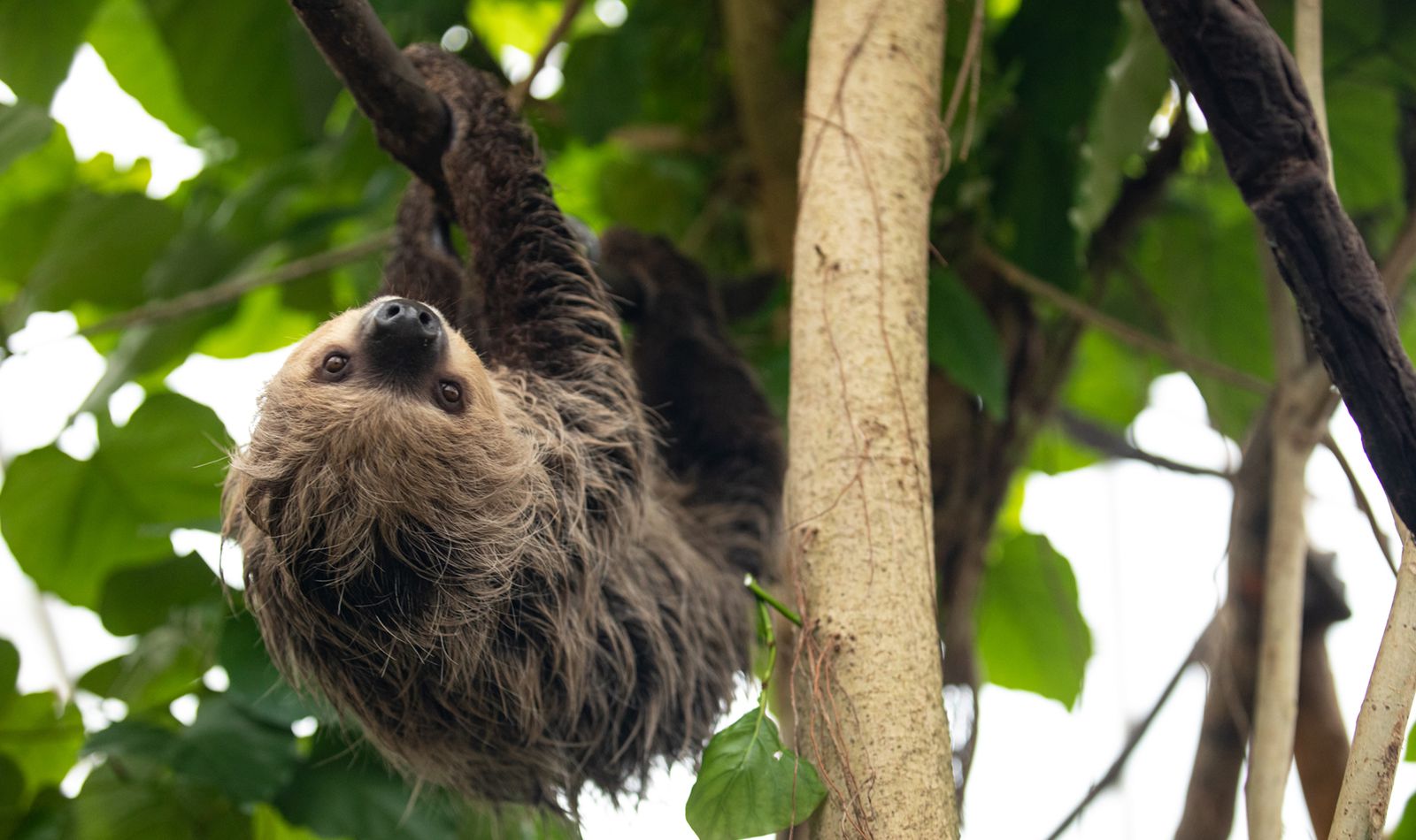 Paresseux à deux doigts - Animaux extraordinaires du ZooParc