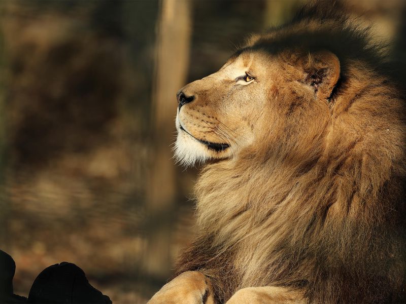 Lion d’Afrique - Animaux extraordinaires du ZooParc