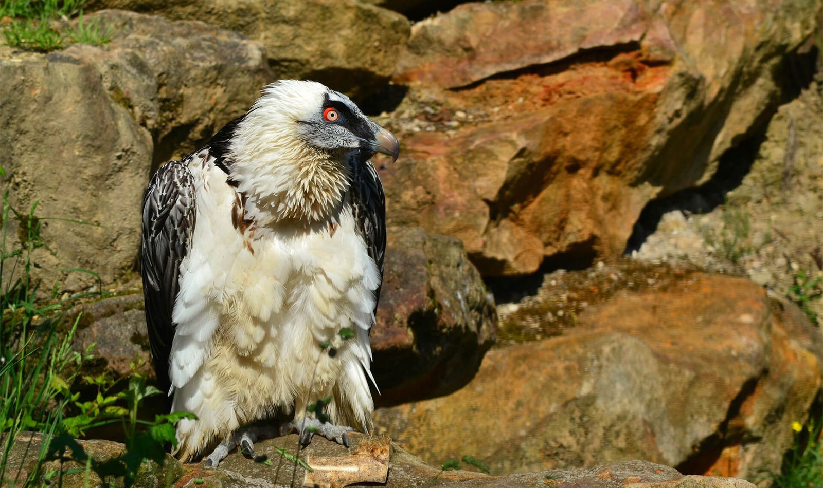 Gypaète barbu - Animaux extraordinaires du ZooParc