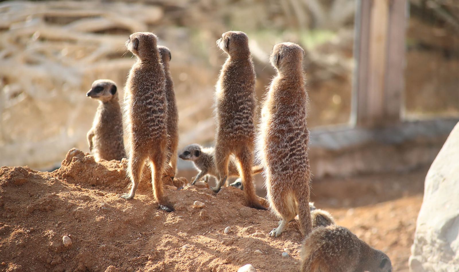 Suricates - Animaux extraordinaires du ZooParc