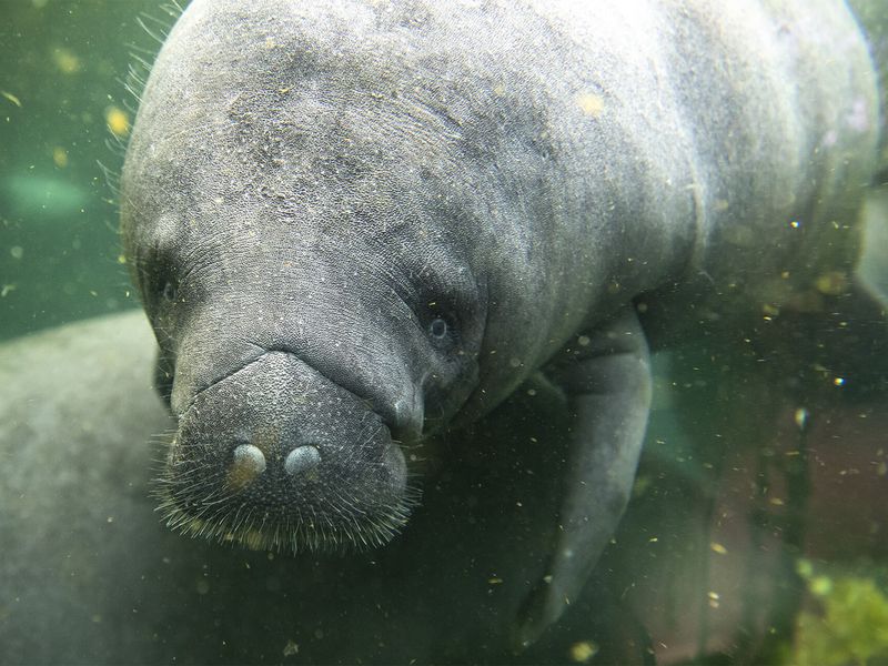 Au plus près des animaux - Venir en famille - Saison automne - ZooParc de Beauval
