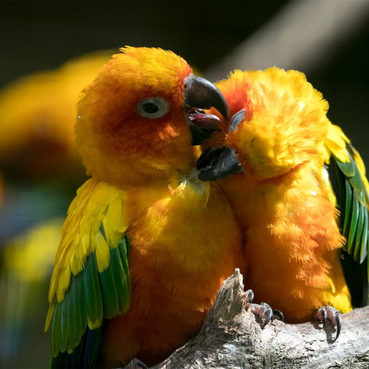 Conure soleil - Communiqués de presse - ZooParc de Beauval