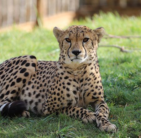 Animation enregistrée guépards - Animation - Activité du ZooParc de Beauval