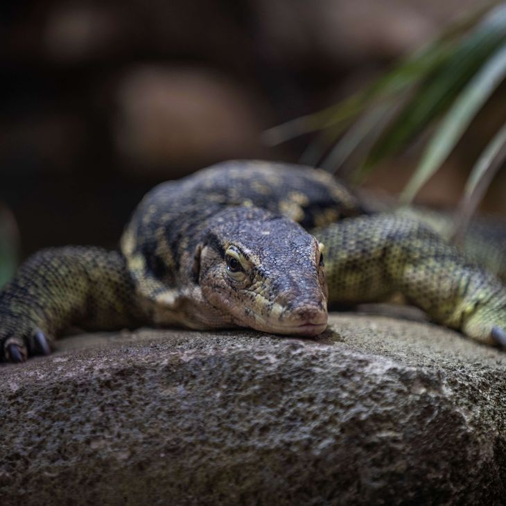 Varan d'eau malais - Consulter le règlement intérieur avant votre visite - ZooParc de Beauval