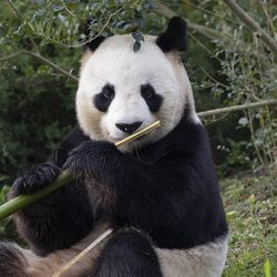 Panda géant - Animaux extraordinaires du ZooParc