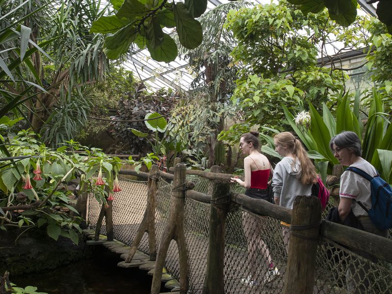 Serre Tropicale des Oiseaux - Territoires - ZooParc de Beauval