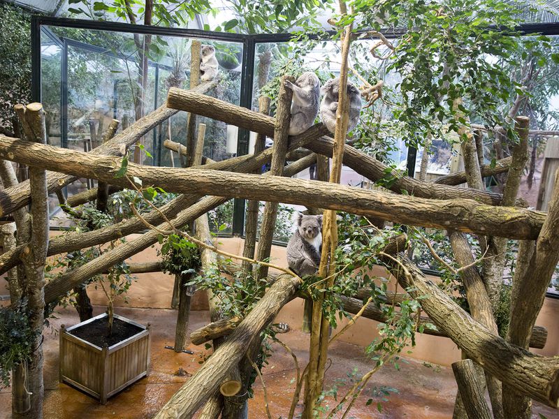 Serre Australienne - Territoires - ZooParc de Beauval